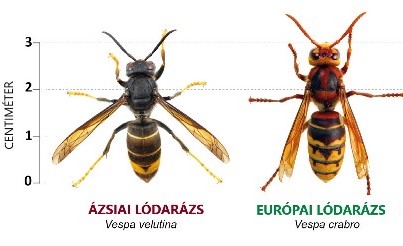 ázsiai és európai lódarázs irtás