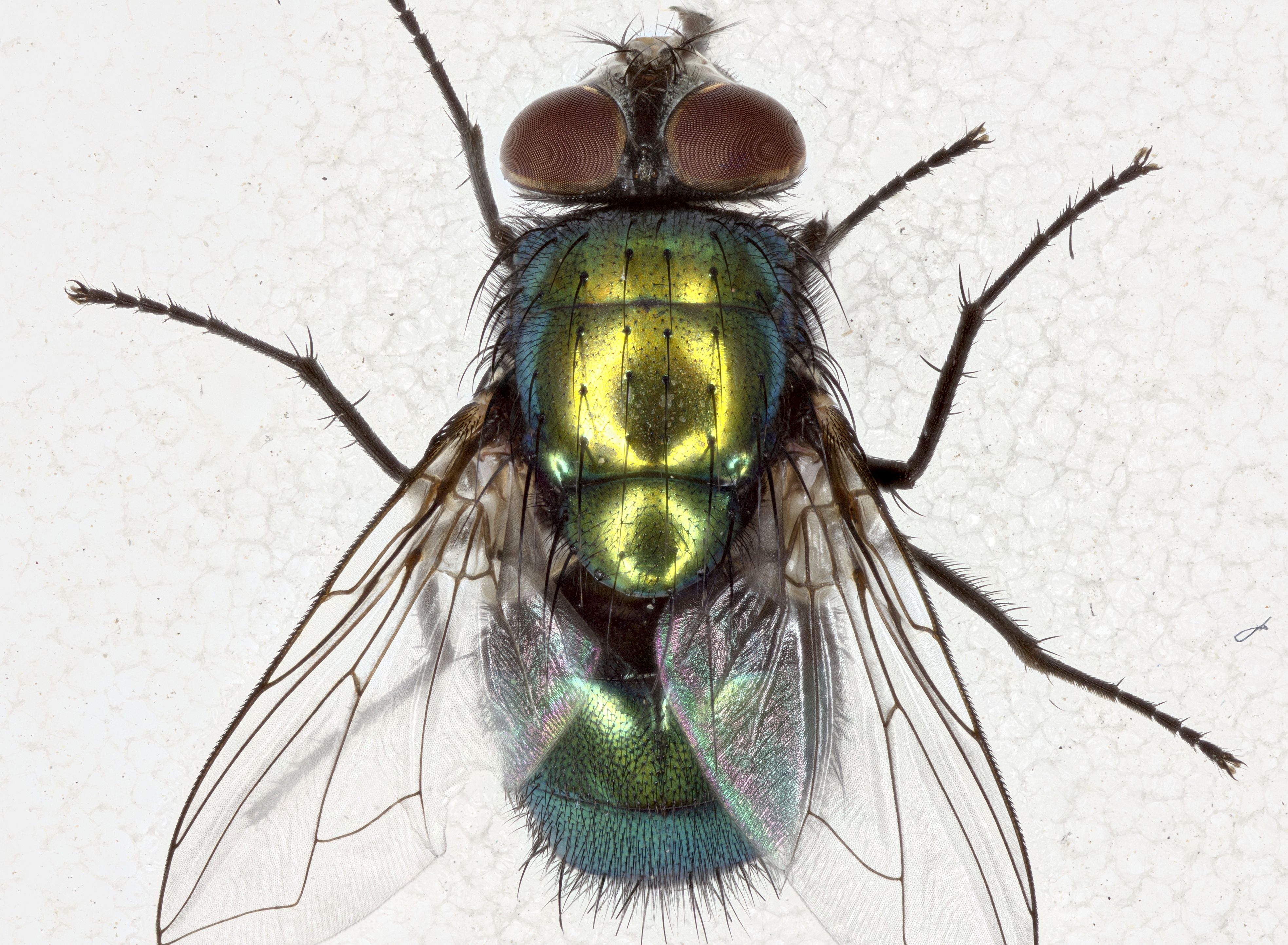 A kép eltávolítva.