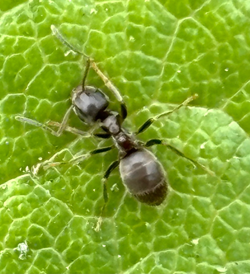 A kép eltávolítva.