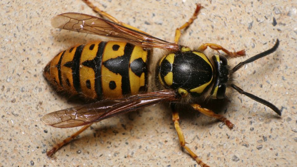 kecske darázs irtás